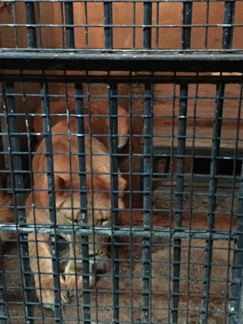 ספארי אריות