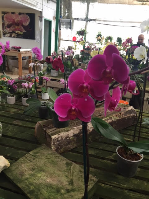 משתלת סחלבים במעלה החמישה